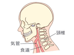 頸椎と頭蓋骨の解剖イラスト