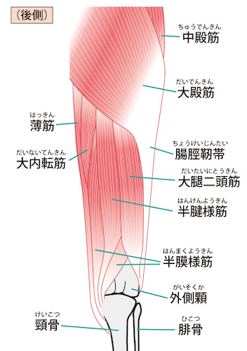 大腿部後面の筋肉