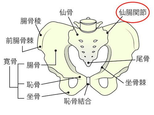 骨盤と仙腸関節の解剖図