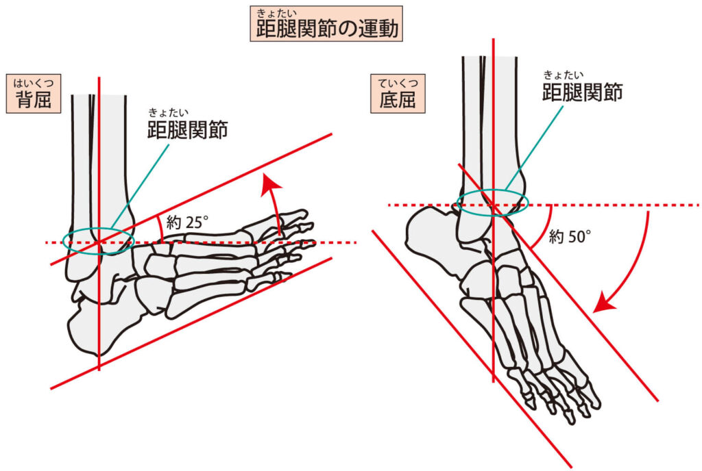 足関節の背屈と底屈のイラスト