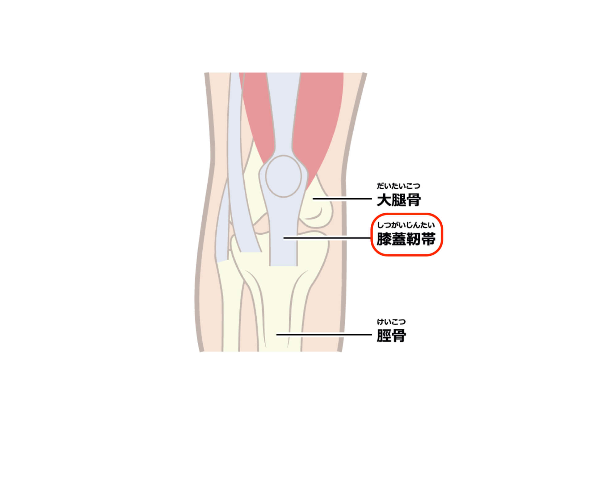 ジャンパー膝 スポーツトレーナーによる治療とリハビリ 神戸三宮ライフロング