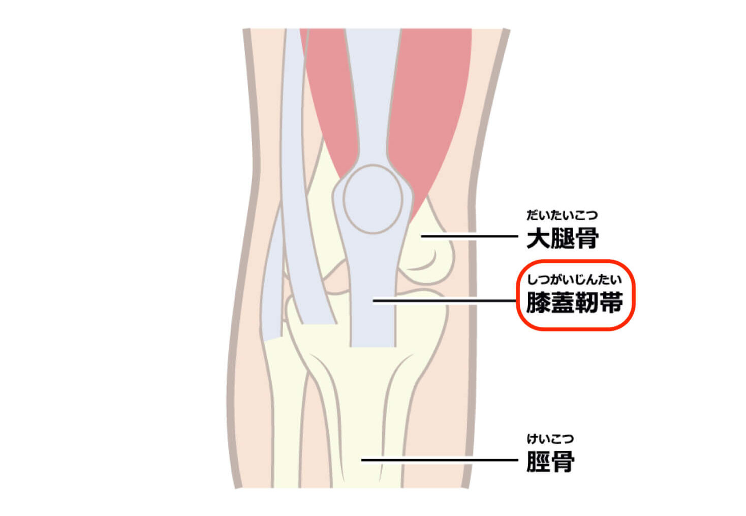 膝蓋靭帯