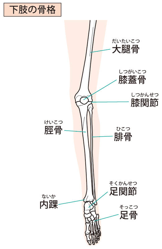 脛骨と腓骨のイラスト