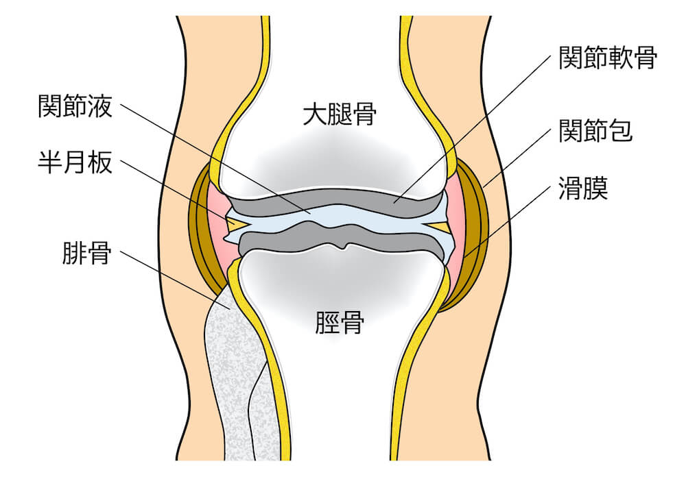 膝軟骨のイラスト