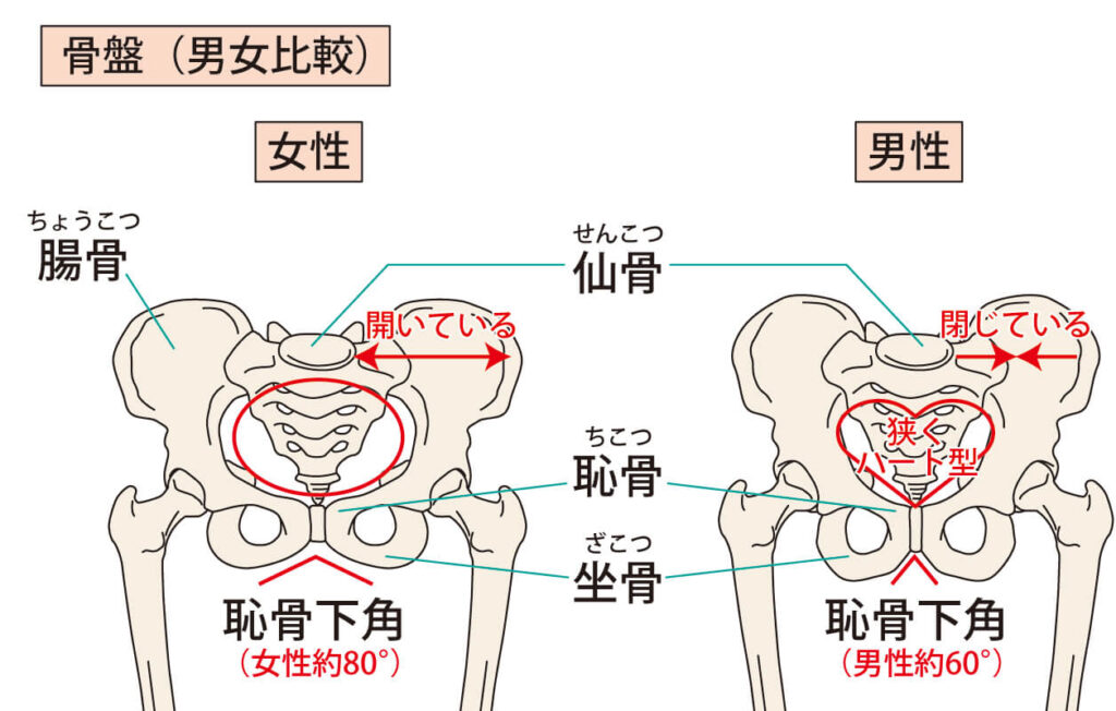 illustration of pelvis